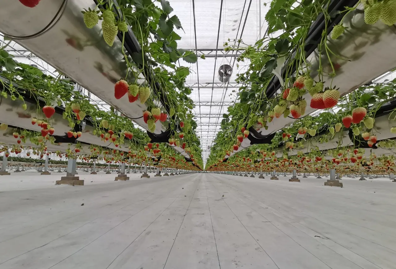 Strawberry plants at their base, highlighting healthy root systems and advanced hydroponic setup.